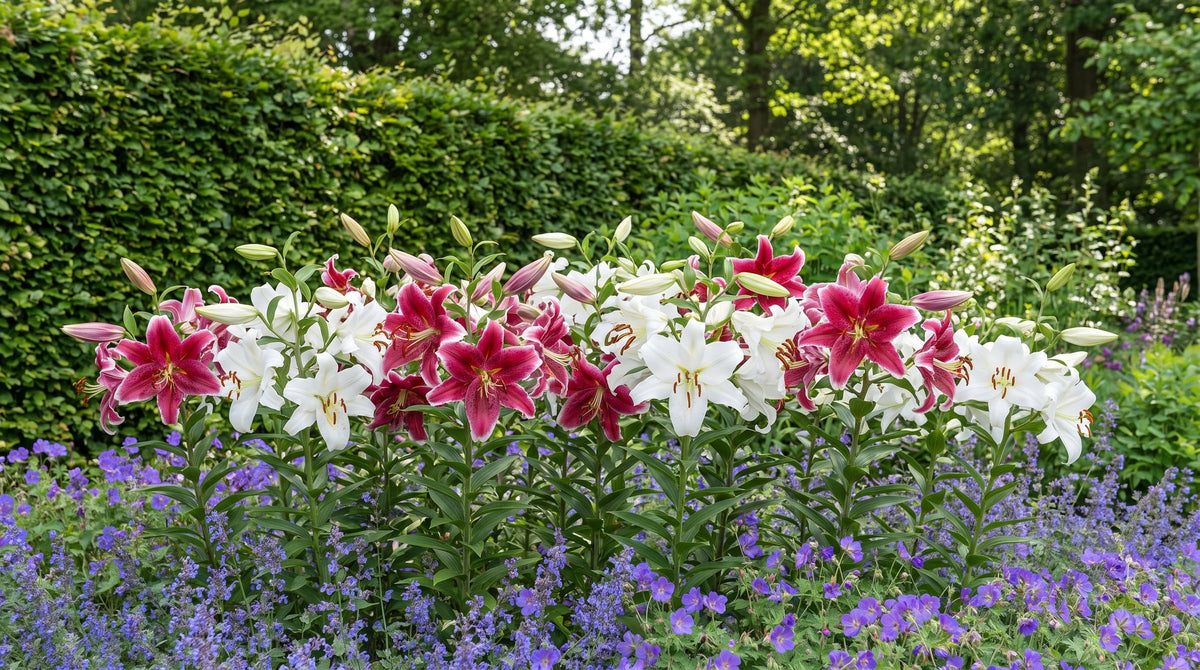 Lilien