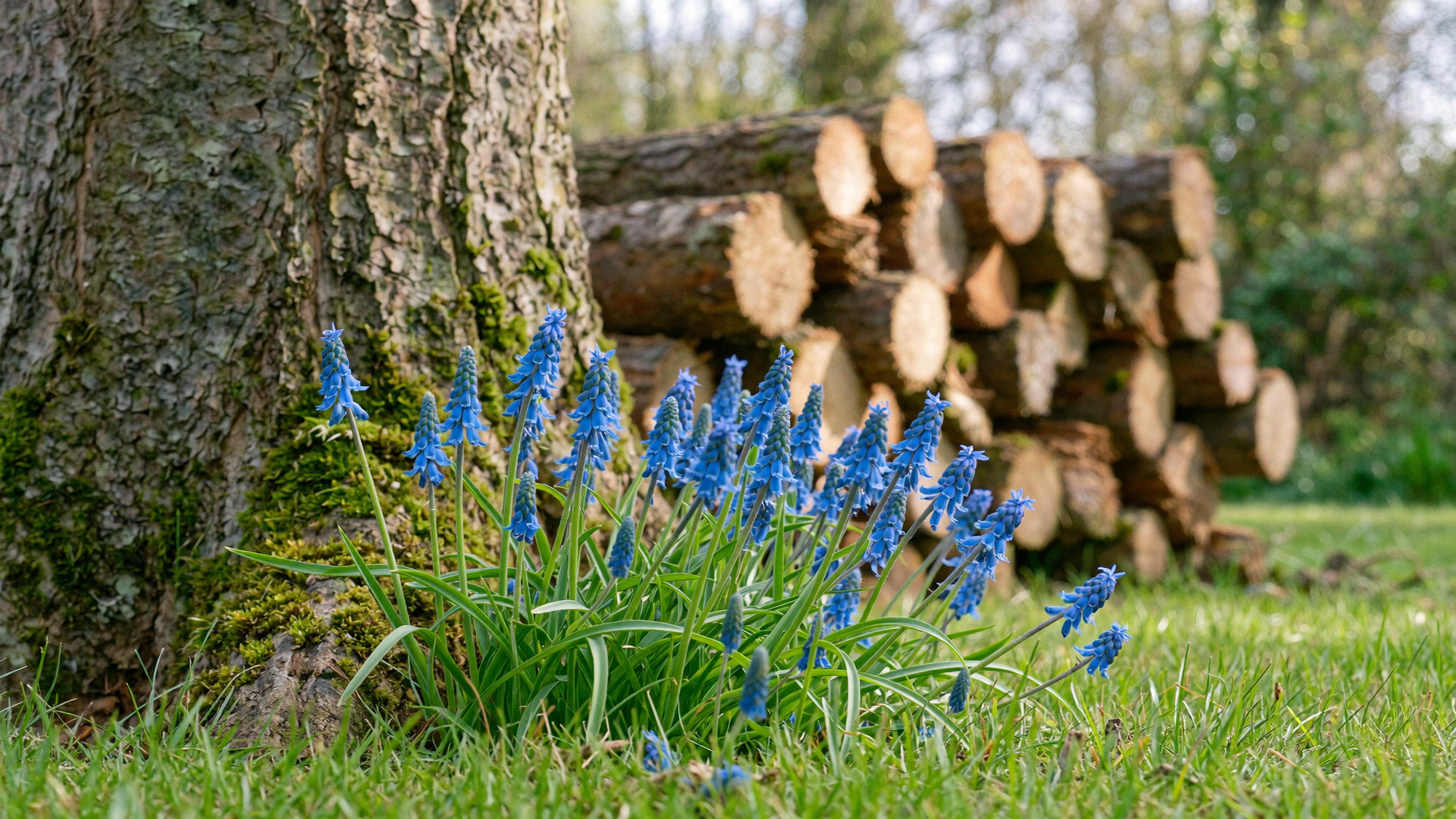 Scilla-Zwiebeln
