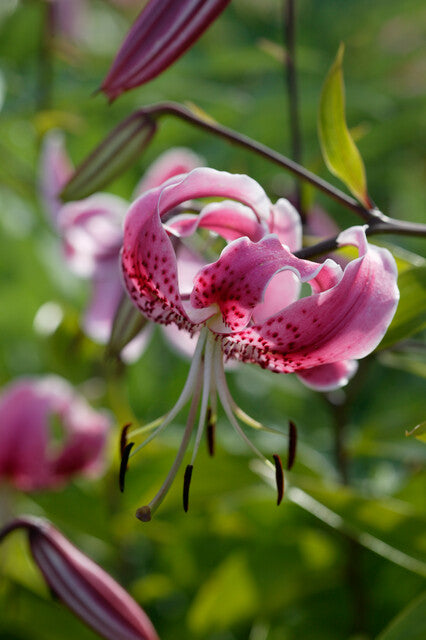 Lilium Spec Rubrum