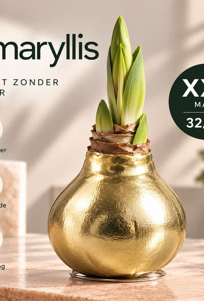 Amaryllis Golden Wax
