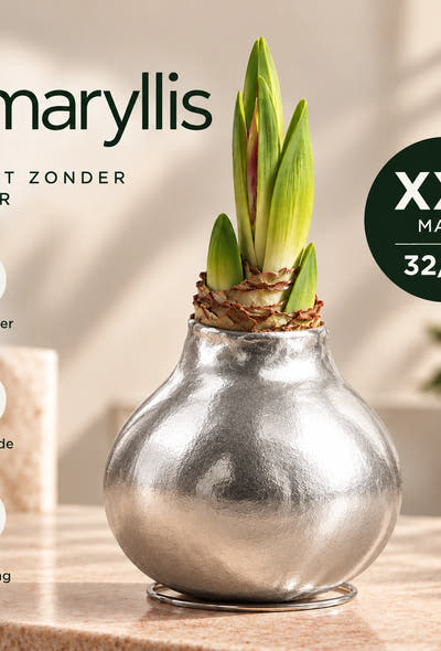 Amaryllis Silver Wax