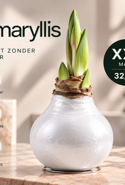 Amaryllis White Wax