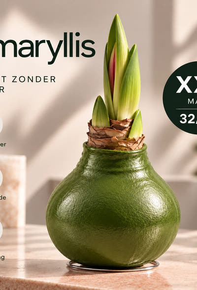 Amaryllis Green Wax