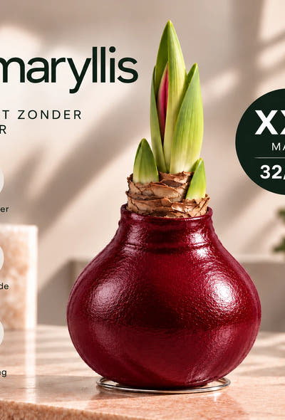 Amaryllis Bordeaux Wax