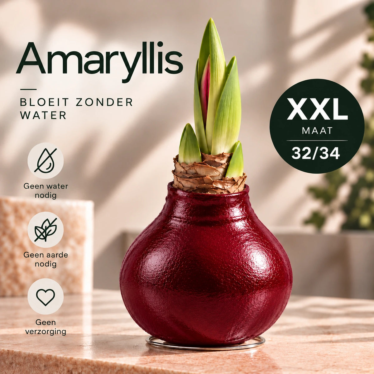 Amaryllis Bordeaux Wax