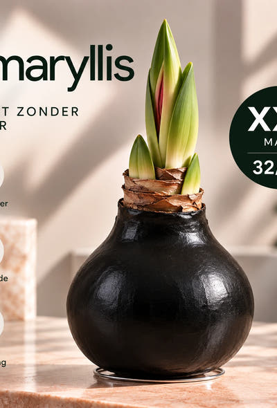 Amaryllis Black Wax