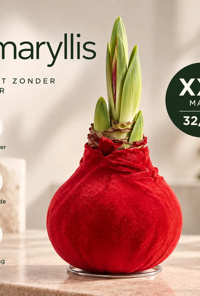 Amaryllis Red Velvet Wax