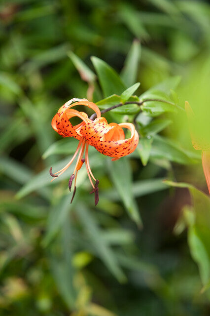 Lilium Tigriin Splendens