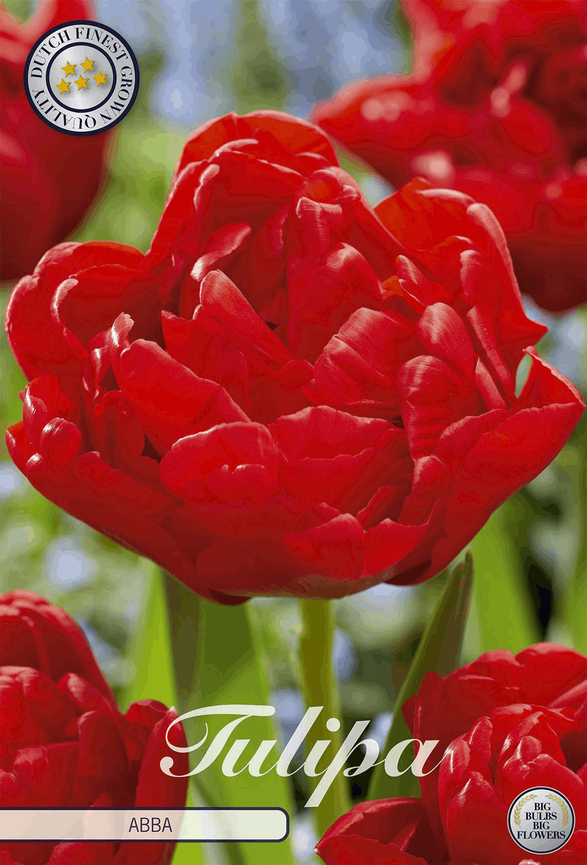 Tulpenzwiebeln