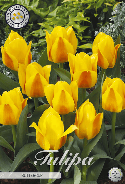 Tulpe Buttercup