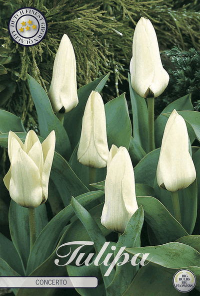 Tulipa Concerto
