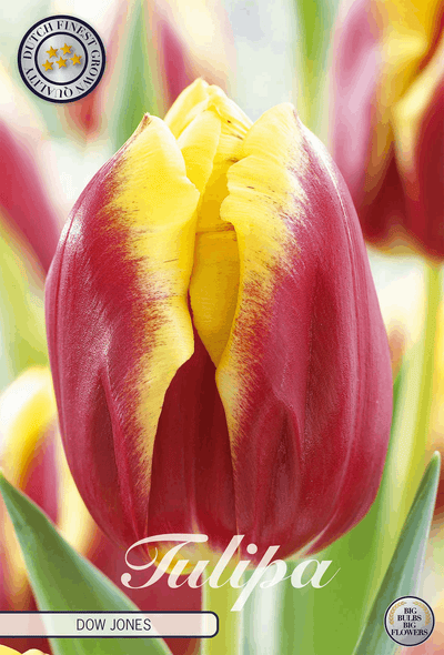Tulipa Dow Jones