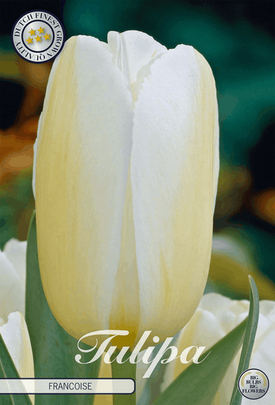 Tulipa Francoise