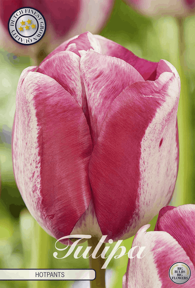 Tulpe Hotpants