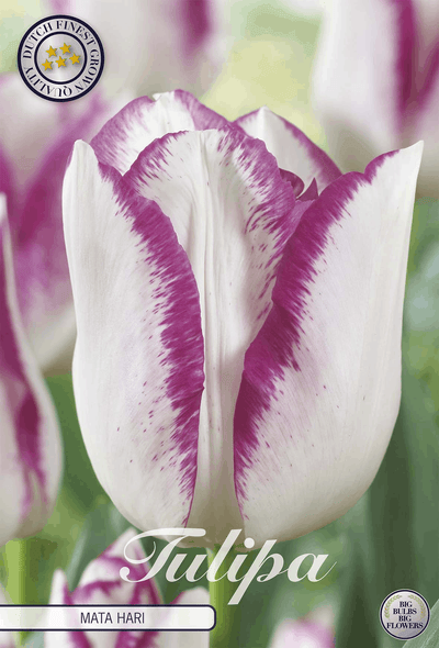 Tulipa Mata Hari