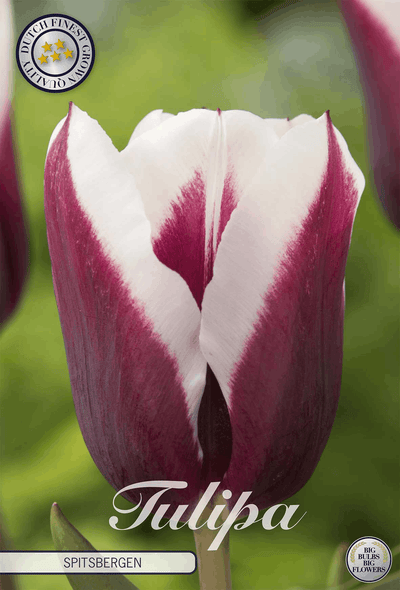 Tulipa Spitsbergen
