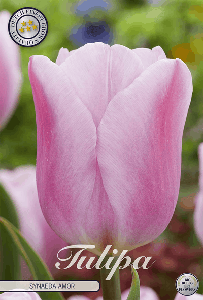 Tulipa Synaeda Amor