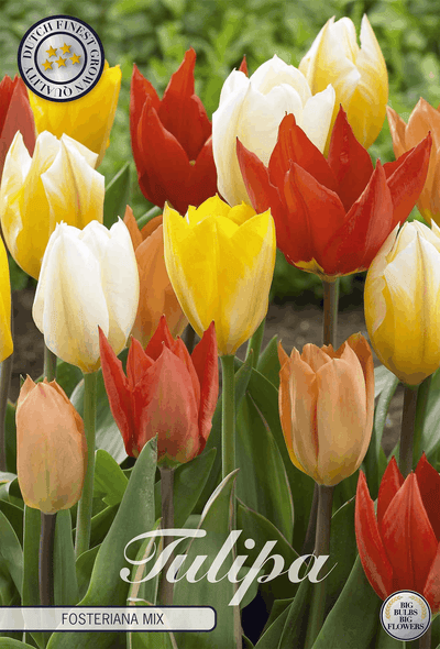 Tulipa Fosteriana Mischung
