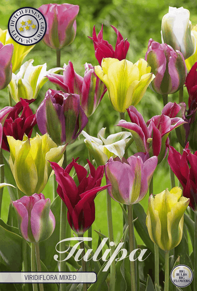 Tulipa Viridiflora-Mischung