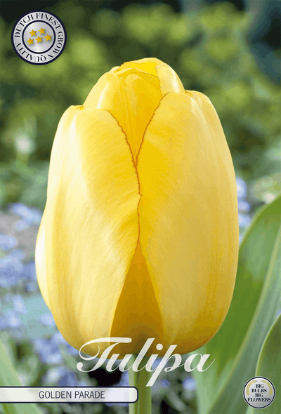Tulipa Golden Parade