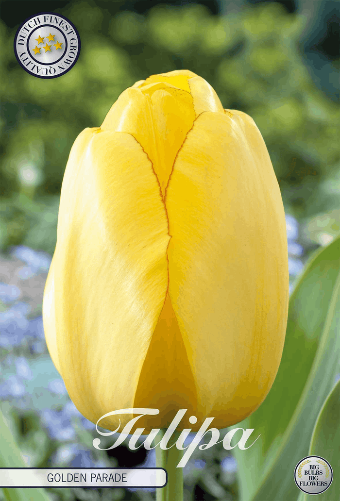 Tulipa Golden Parade
