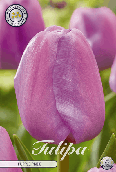 Tulpe Purple Pride