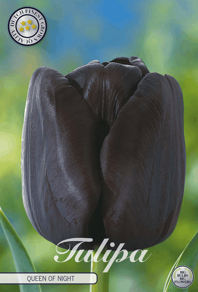 Tulipa 'Queen of Night'