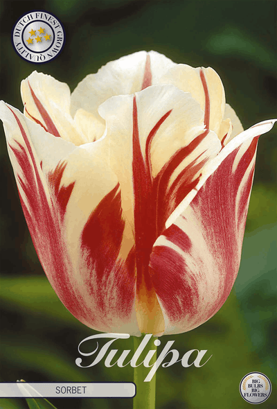 Tulipa Sorbet