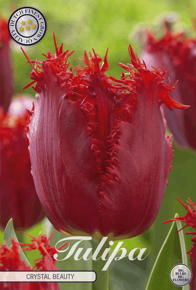 Tulipa Crystal Beauty