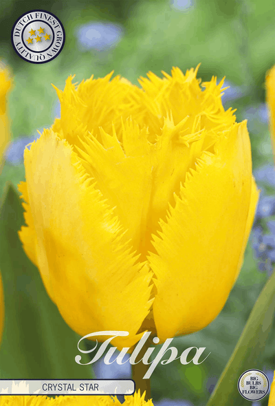 Tulipa Crystal Star