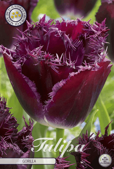 Tulipa Gorilla