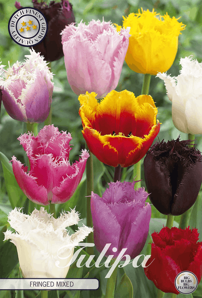 Tulpen Gefranst Mischung