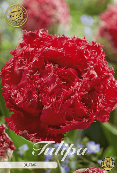 Tulipa Quatar