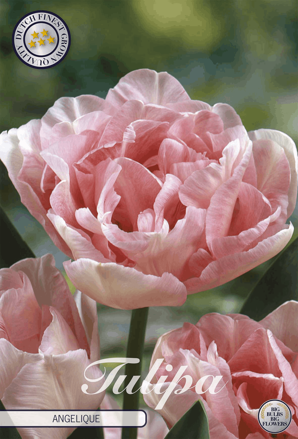 Gefüllte Tulpen