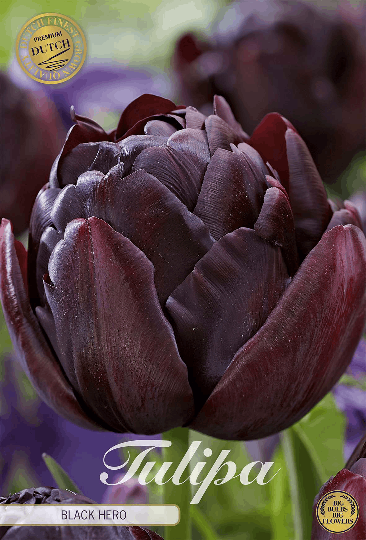 Zwarte tulpen