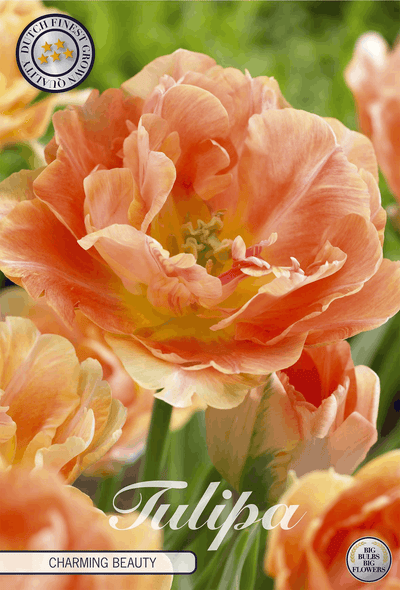 Tulpe Charming Beauty