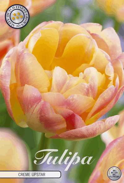 Tulpe Creme Upstar