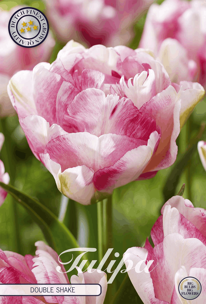 Tulipa Double Shake