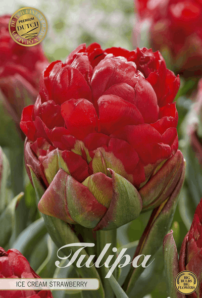 Tulpe 'Ice Cream Strawberry'