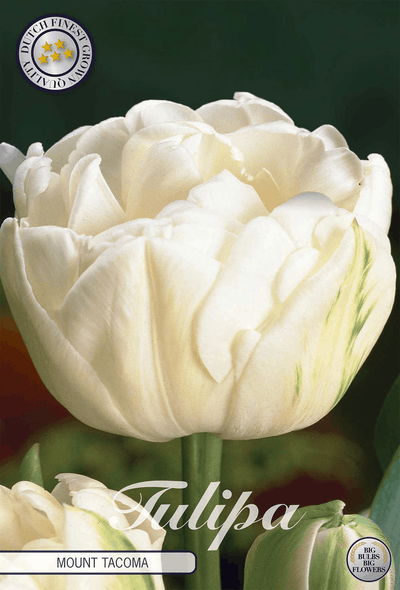 Tulipa Mount Tacoma