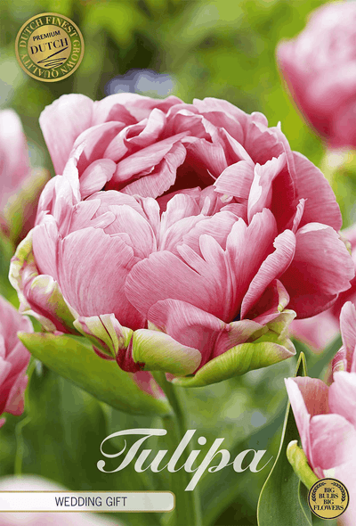 Tulipa Hochzeitsgeschenk