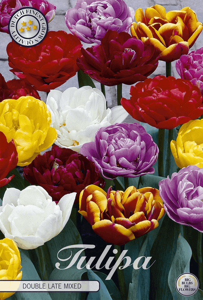 Gefüllte Späte Tulpenmischung