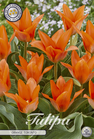 Tulpe Orange Toronto