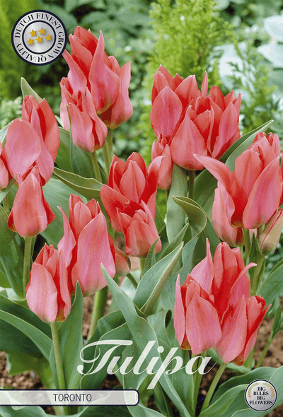 Tulipa Toronto