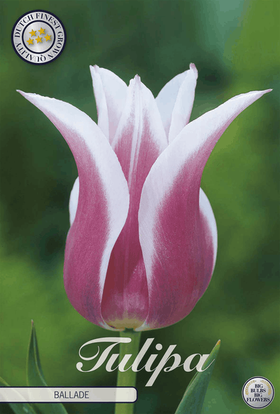 Tulipa Ballade