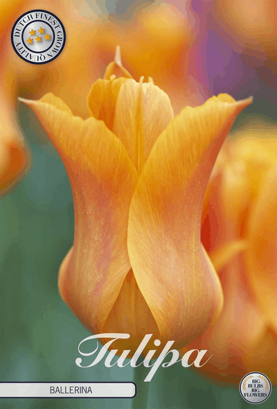 Tulpe Ballerina