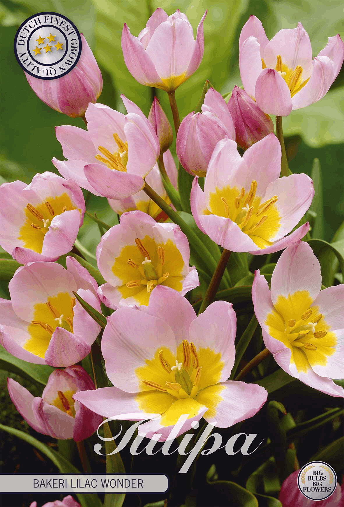Meerjarige tulpen