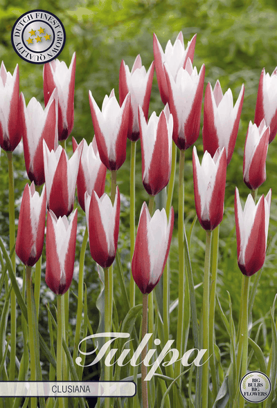 Tulipa Clusiana