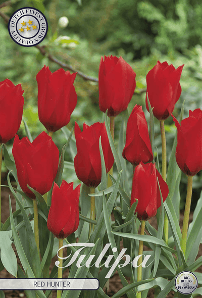 Tulpe Red Hunter