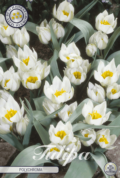 Tulipa Polychroma